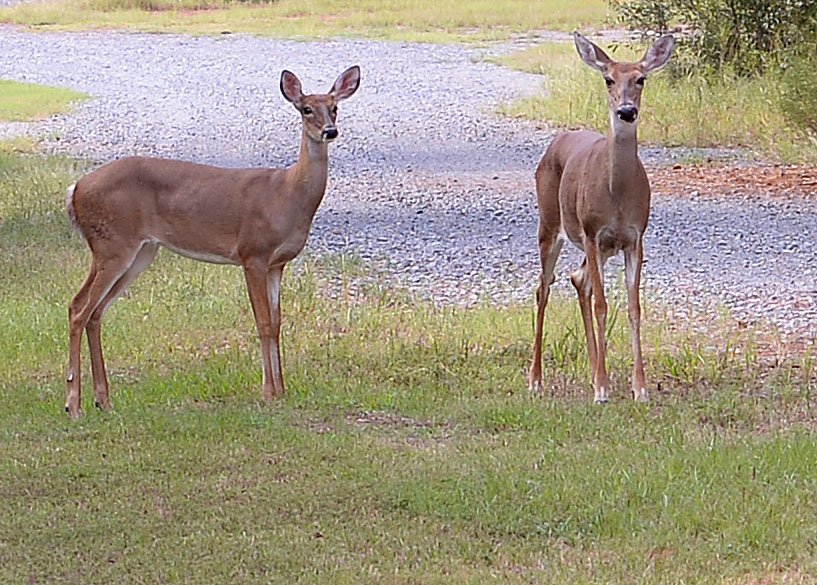 Whitetail deer Whitetail deer