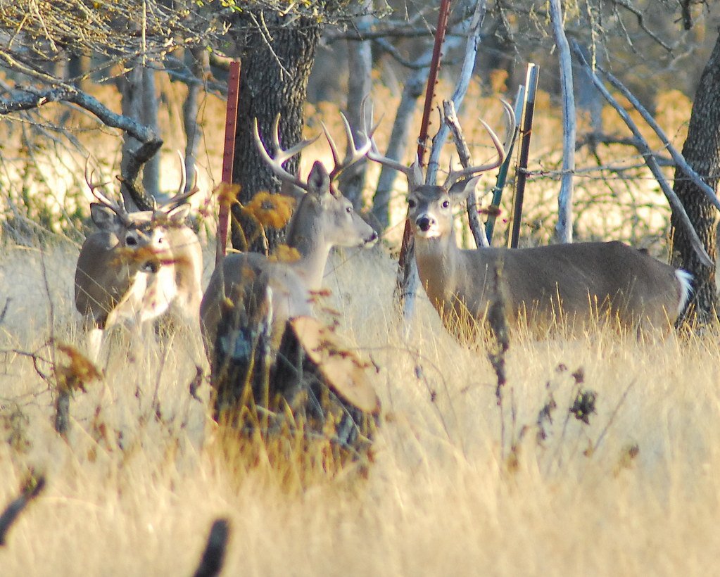 captured beautiful Deer at noon captured beautiful Deer at noon