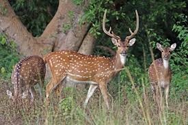 Deer Flock Wandering Deer Flock Wandering
